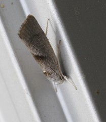 Xylorycta apheles