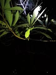 Cryptophyllium parum