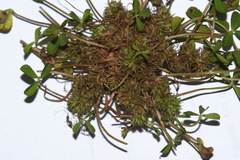 Trifolium suffocatum