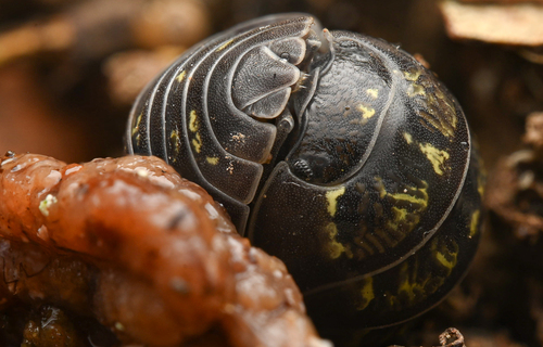 Armadille commune