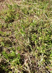 Rhagodia candolleana