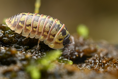 Versicolored Pill Woodlouse, Bludenz, Österreich, photo 6 of 10