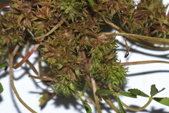 Trifolium suffocatum