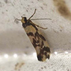Lactura cristata