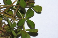 Trifolium suffocatum