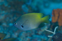 Pomacentrus nigromarginatus