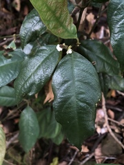 Lasianthus formosensis