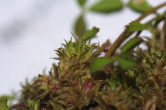 Trifolium suffocatum