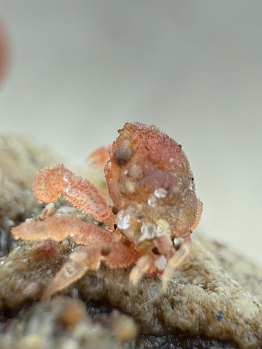 Metadromia wilsoni observed 2025-08-04