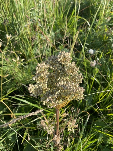 Agasyllis latifolia, photograph 6