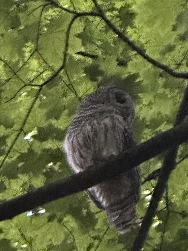 View observation of {o.common_name} on iNaturalist