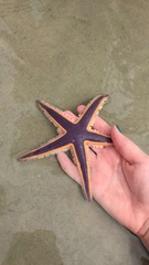 Astropecten articulatus