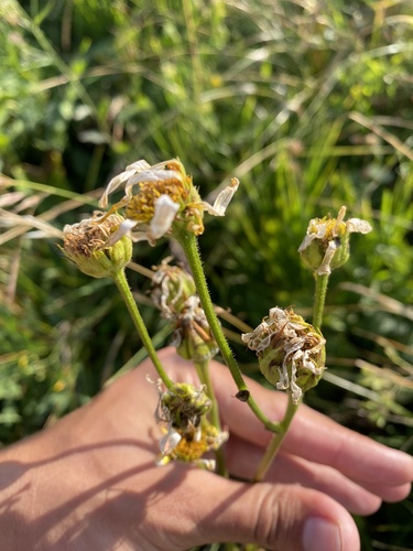 Doronicum macrophyllum, photograph 6