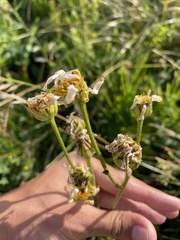Doronicum macrophyllum, photograph (c) Илья Руденко, some rights reserved (CC BY)