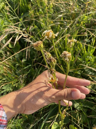 Doronicum macrophyllum, photograph 3