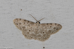 Scopula plantagenaria