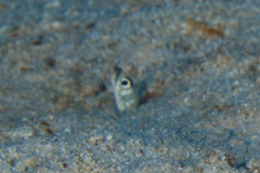 Gorgasia maculata