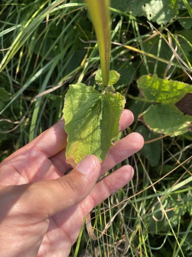 Doronicum macrophyllum, photograph 5