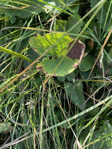 Doronicum macrophyllum, photograph 4