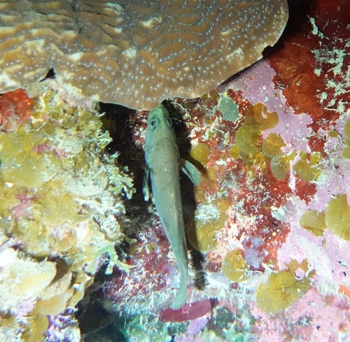 Plain soapfish (Rypticus randalli) — Serranidae — 2