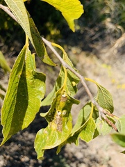 Pachypsylla celtidismamma