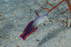 Nemateleotris decora