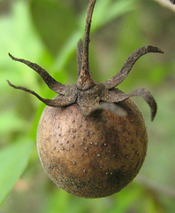 Diospyros