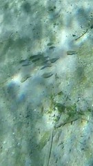 Siphateles bicolor 3