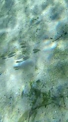 Siphateles bicolor 3