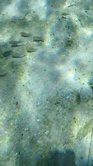 Siphateles bicolor 3