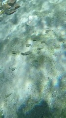 Siphateles bicolor 3