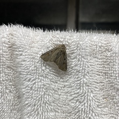 Noctuidae