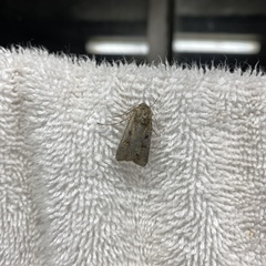 Noctuidae