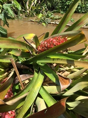 Aechmea fuerstenbergii