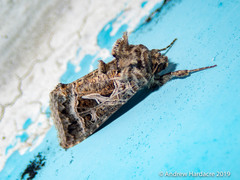 Thysanoplusia daubei