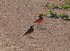 Epthianura tricolor