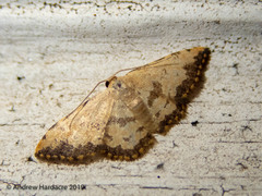 Idaea phaeocrossa