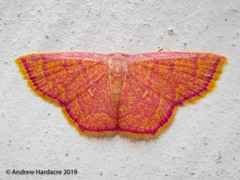 Chrysocraspeda miniosa