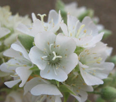 Dombeya rotundifolia