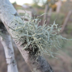 Ramalina peruviana