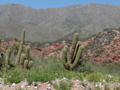 Trichocereus terscheckii