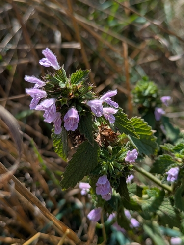 Black horehound