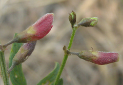 Fabaceae