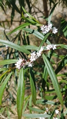 Myoporum bateae