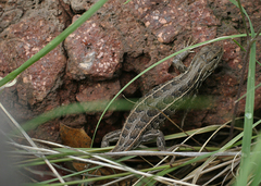 Sceloporus slevini