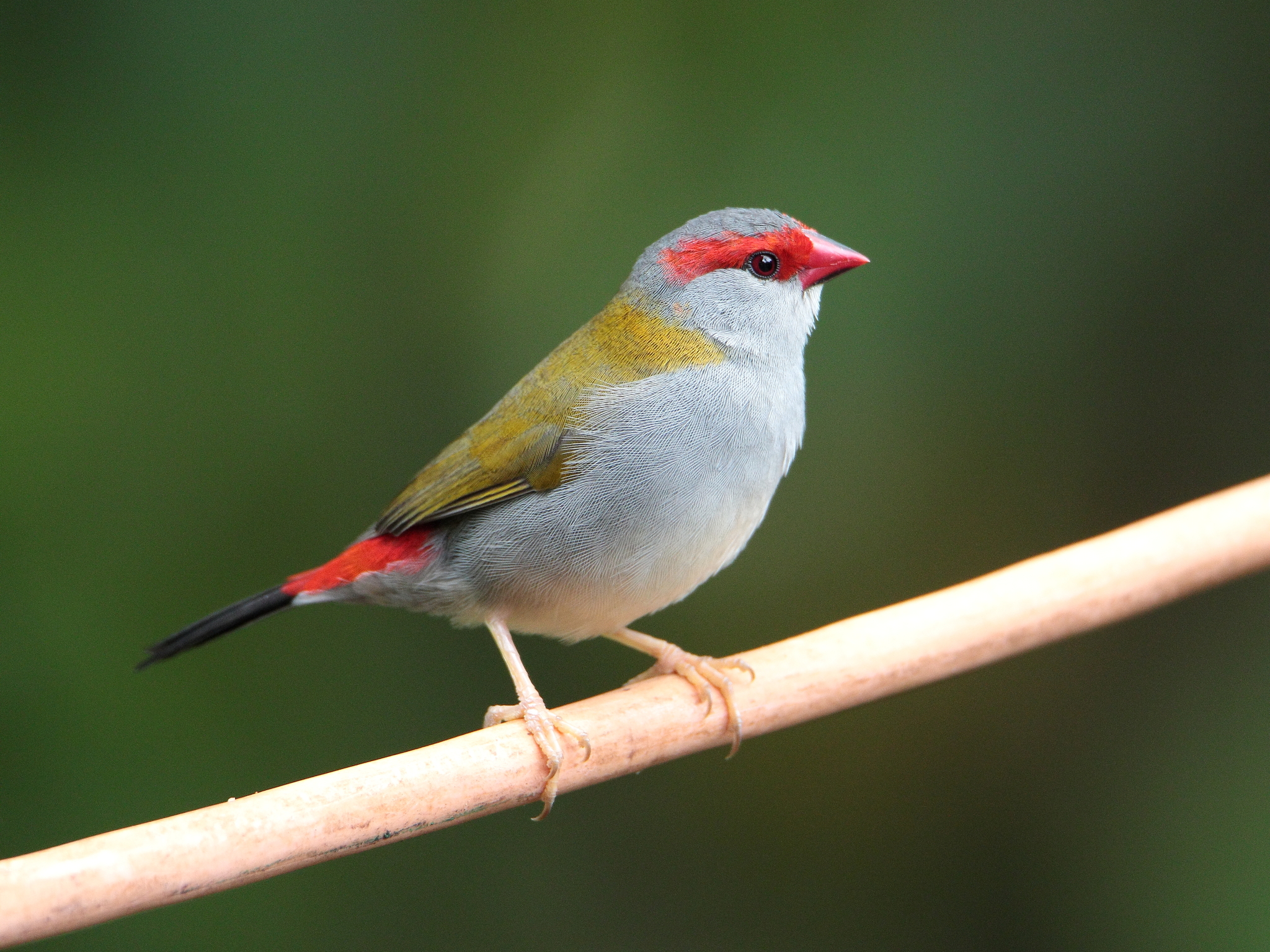 Diamaпte Cejirrojo (Neochmia temporalis) · Natυsfera