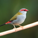 Red-browed Finch - Photo (c) Graham Winterflood, some rights reserved (CC BY-SA), uploaded by Graham Winterflood