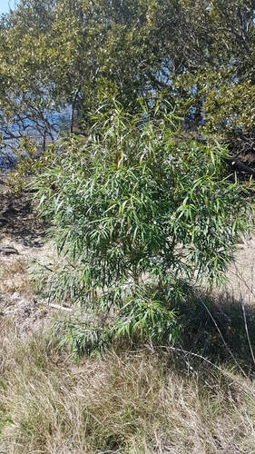 Image of Myoporum Bateae (Myoporum bateae) by no rights reserved