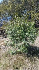 Myoporum bateae