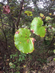 Cercis canadensis texensis
